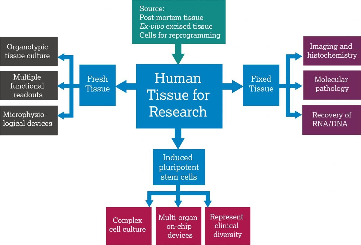 Increasing human tissue use NC3Rs